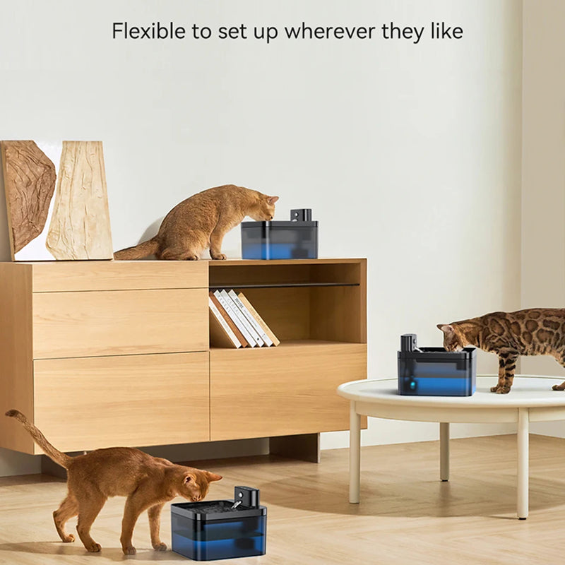 FotivCat