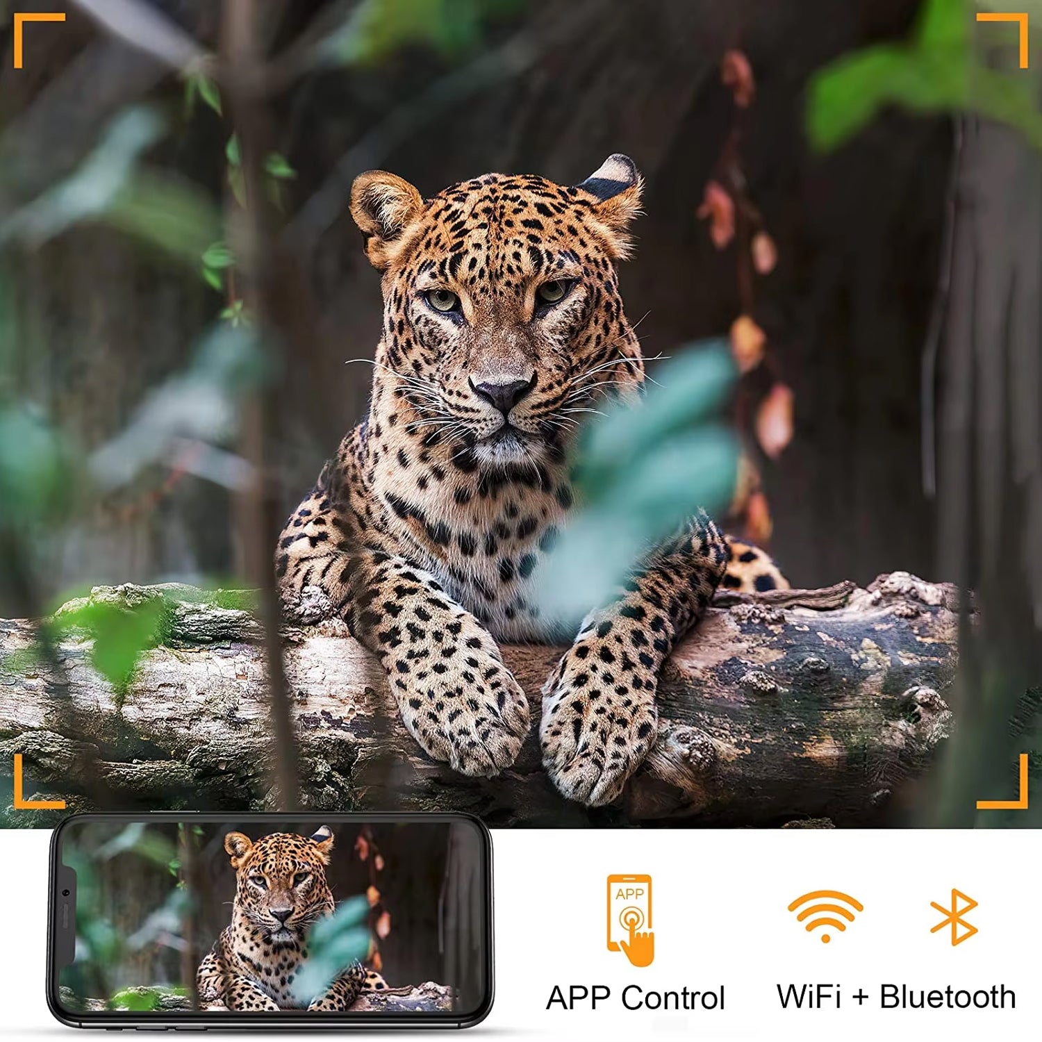 WildVizen