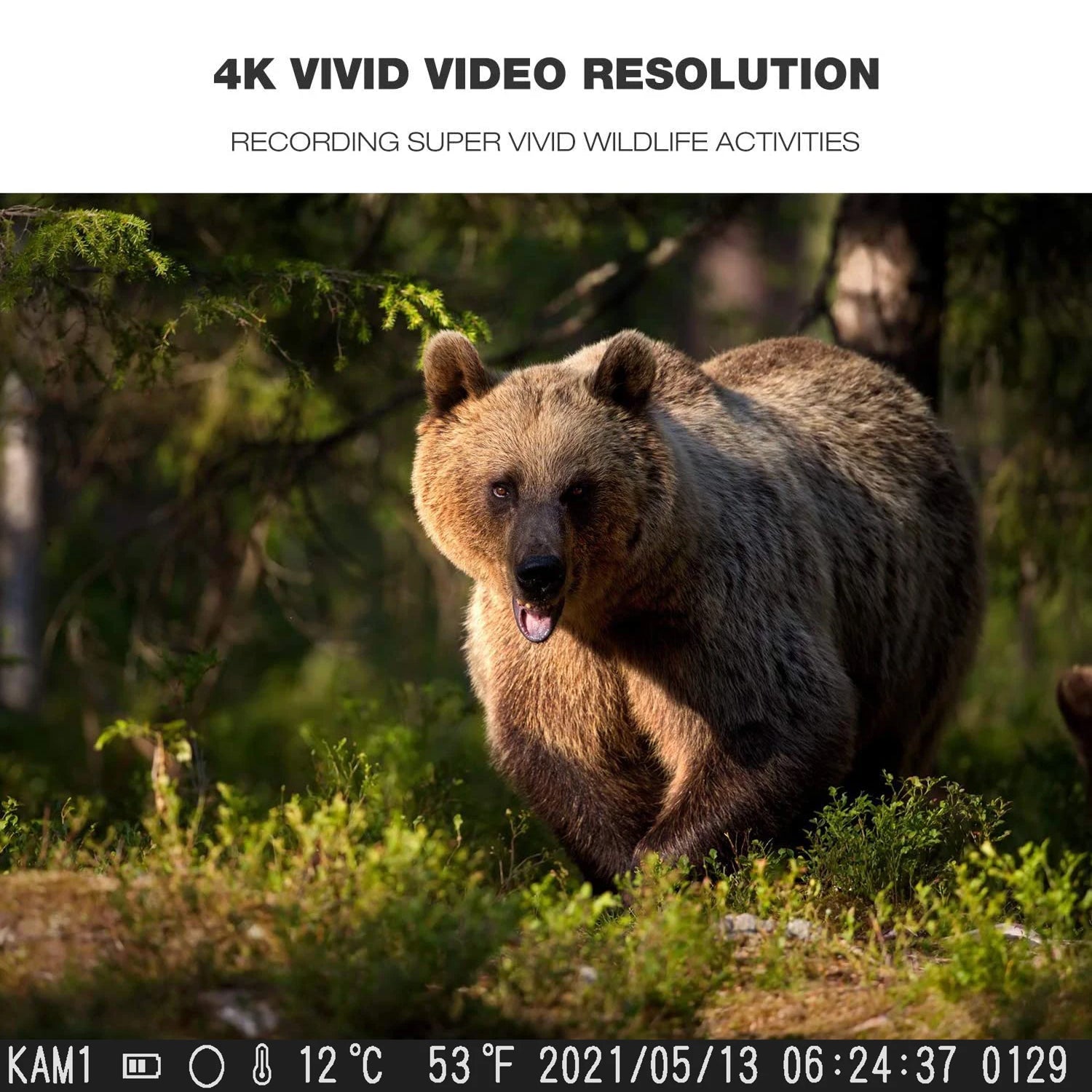 WildVizen